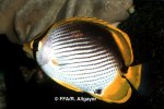 Chaetodon melannotus - 